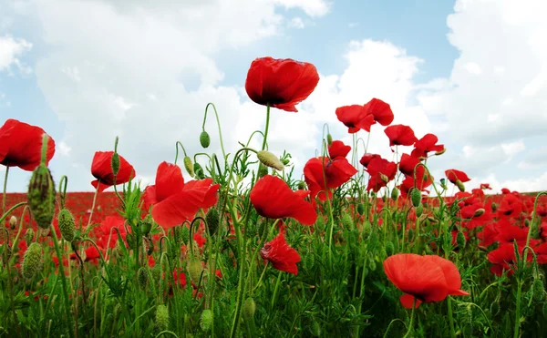 Feld der roten Mohnblumen Stockfoto