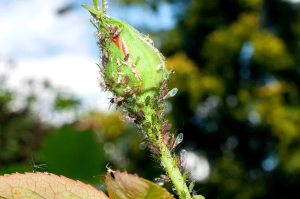 Bladluizen schade rozen. Ziekte van planten Rechtenvrije Stockafbeeldingen