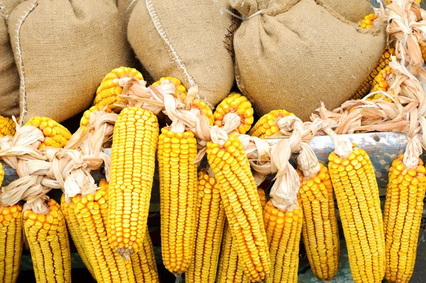 Mazorca de maíz con bolsas llenas cerca — Foto de Stock