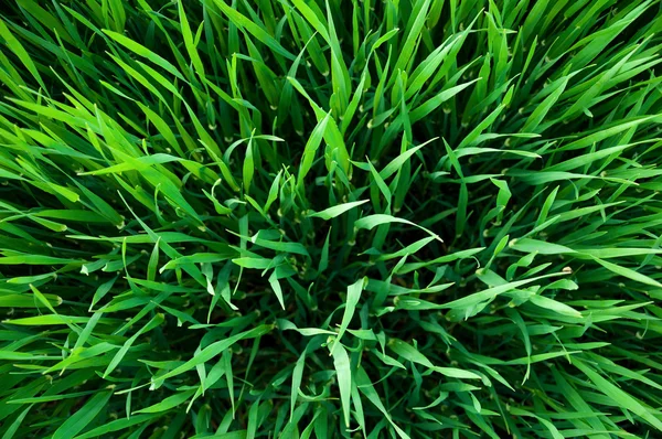 Top view on green wheat sprouts — Stock Photo, Image