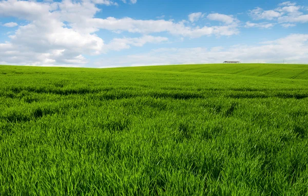 Луг з зеленими паростками пшениці і блакитне небо з хмарами — стокове фото