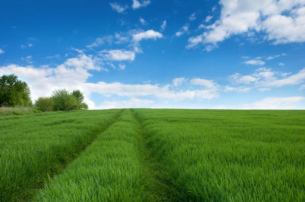 Wild road in a green meadow with wheat sprouts and blue sky with — Stock Photo, Image