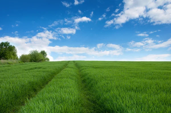 Route sauvage dans une prairie verte avec germes de blé et ciel bleu avec Image En Vente
