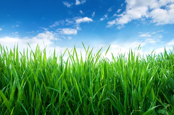 Germogli verdi di grano nel campo. Cielo blu con nuvole bianche — Foto Stock