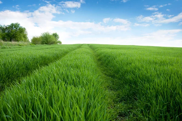 Wild road in a green meadow with wheat sprouts and blue sky — Stock Photo, Image