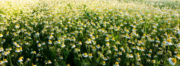 Field of camomile flowers. Flower texture — Stock Photo, Image