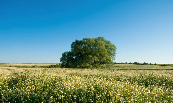 Field of camomile flowers with alone tree in the middle. Flower — Stock Photo, Image