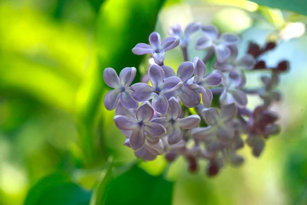 Árvore lilás primavera — Fotografia de Stock