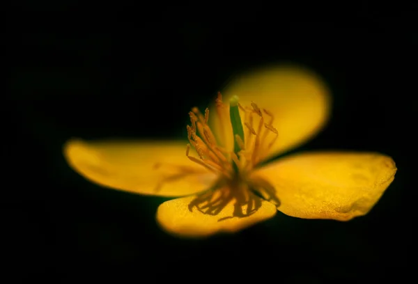 Primavera flor amarilla en balck —  Fotos de Stock