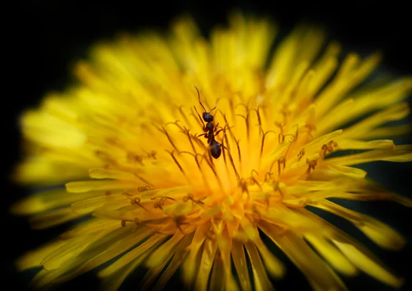 Mravenec na žluté pampelišky — Stock fotografie