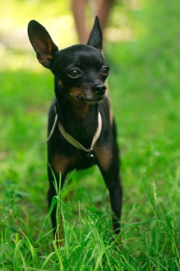 siyah minyatür pinscher 
