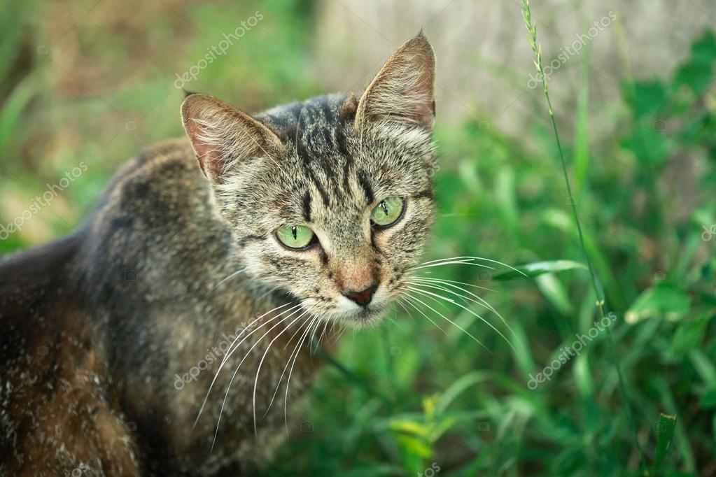 Ritratto Di Gatto Grigio Foto Stock Olena2552 118418278