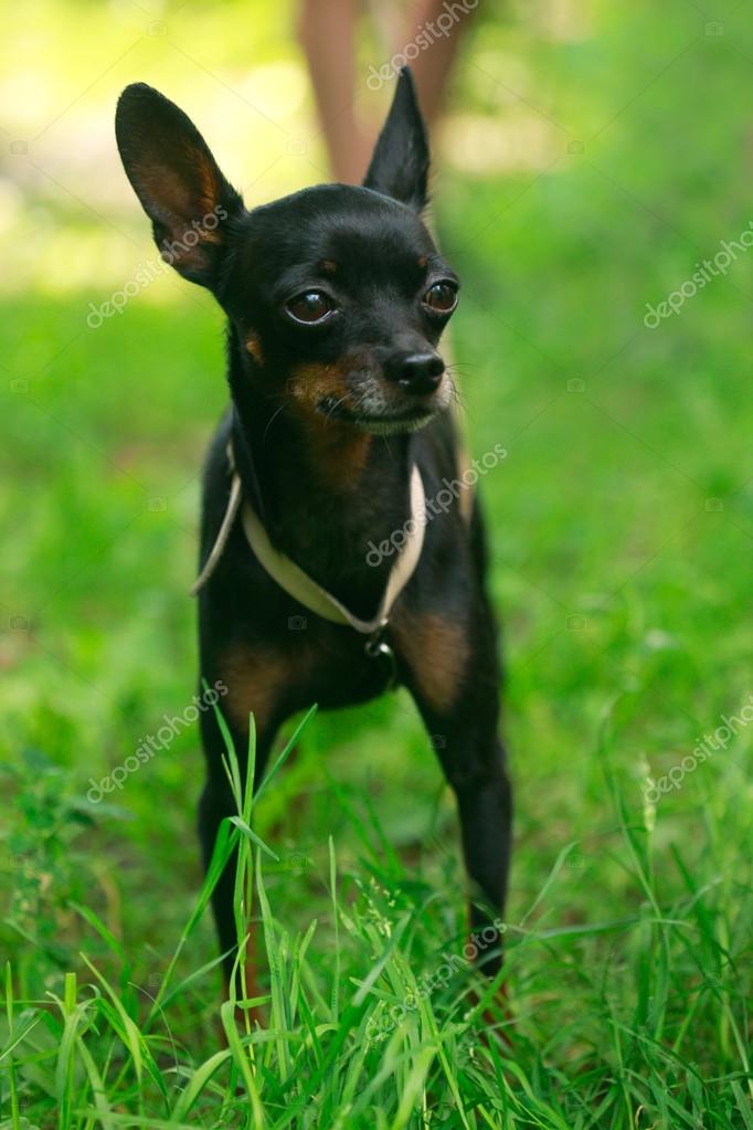 1999 signature beanie baby ebay