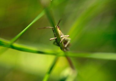 Çimenlerin üzerinde yeşil çekirge