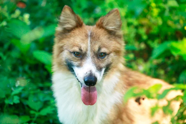 Niedlicher roter Hund — Stockfoto