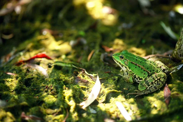 Ładny zielony żaba — Zdjęcie stockowe