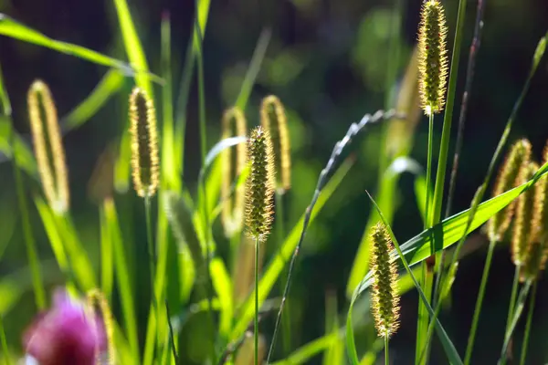 Herbe verte dans le jardin — Photo