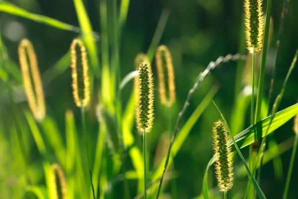 Herbe verte dans le jardin — Photo