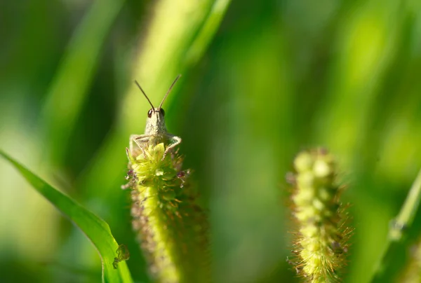 Зеленый кузнечик на траве — стоковое фото
