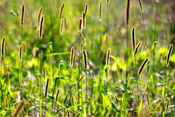 Césped verde en el jardín — Foto de Stock