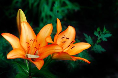 Bahçede turuncu lilyum