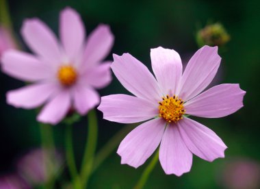 Yaz Cosmos çiçekler