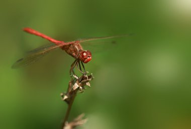 dal üzerinde oturan kırmızı yusufçuk