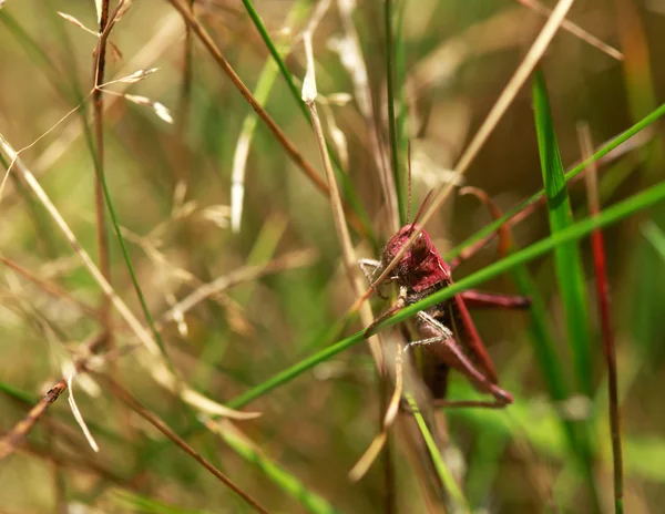 Sauterelle rouge sur herbe — Photo