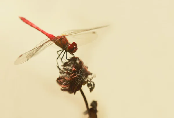 Rote Libelle sitzt auf Zweig — Stockfoto