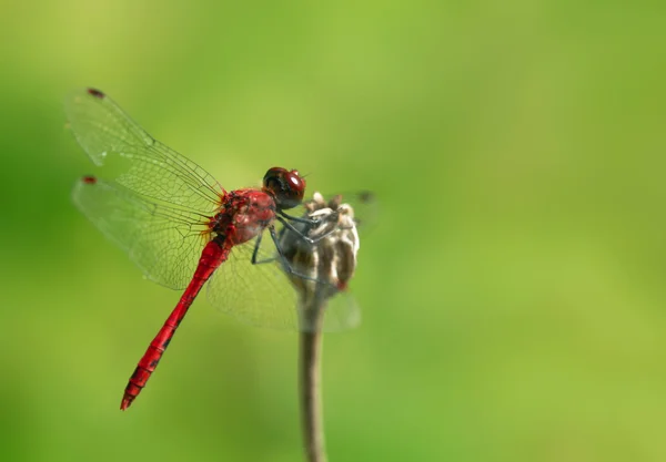 Libellule rouge assise sur la brindille — Photo