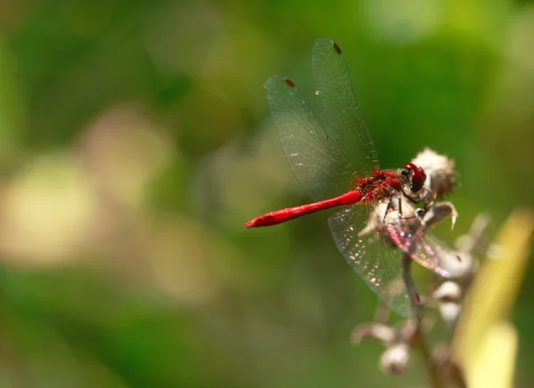 Libélula roja sentada en ramita —  Fotos de Stock