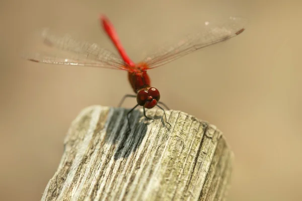 Libellula rossa seduta sul ramoscello — Foto Stock