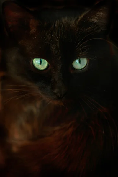 Gato negro con ojos verdes — Foto de Stock