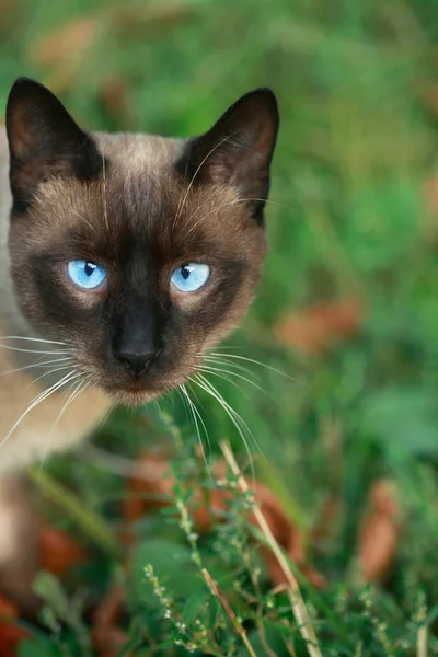 Милий Сфінкс кішка — стокове фото