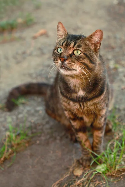 Chat assis rayé — Photo