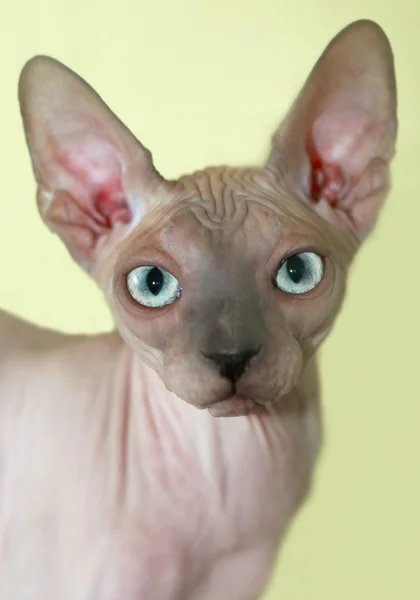 Ładny Sphynx kot — Zdjęcie stockowe