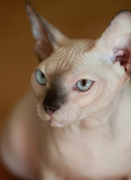 Mignon chat Sphynx — Photo