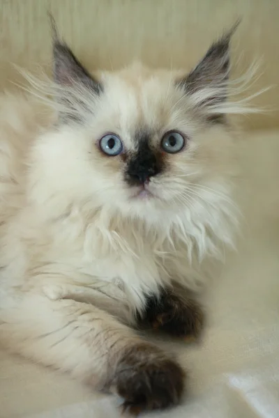 Gato fofo branco — Fotografia de Stock