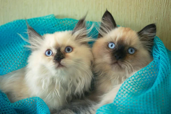 Dwie puszyste koty — Zdjęcie stockowe