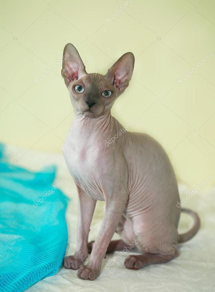 Cute sphynx cat Stock Photo by ©olena2552 123903644