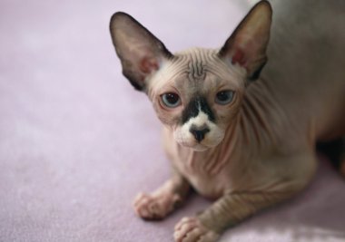 Şirin sfenks kedisi.