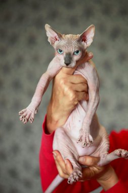 Şirin sfenks kedisi.