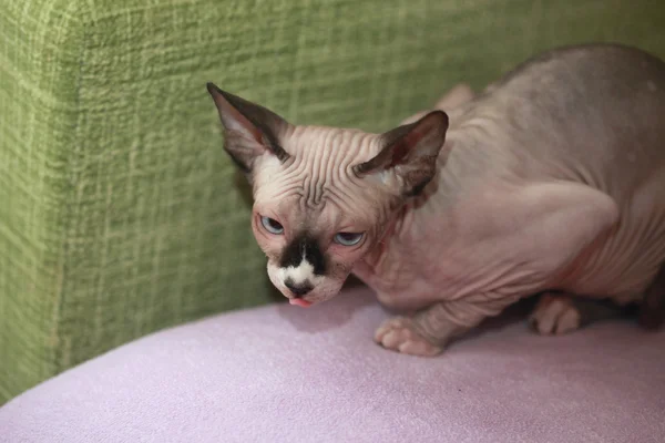 Симпатичная кошка сфинкса — стоковое фото
