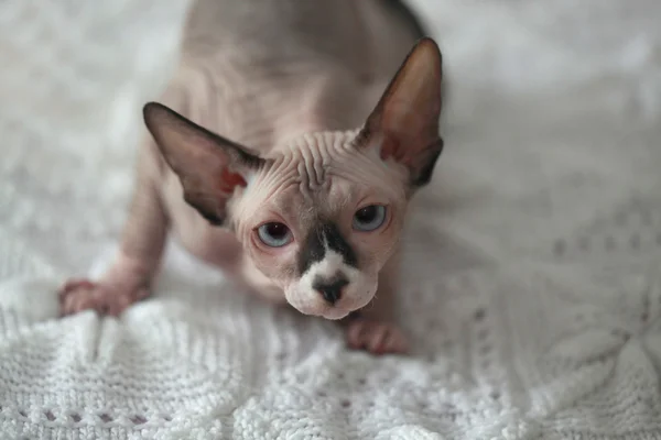 Cute sphinx cat — Stock Photo, Image