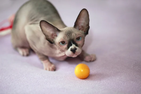 Cute sphinx cat — Stock Photo, Image