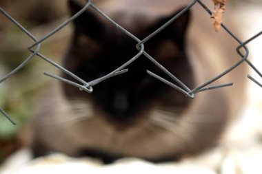 Şirin, vahşi, gri kedi portresi.