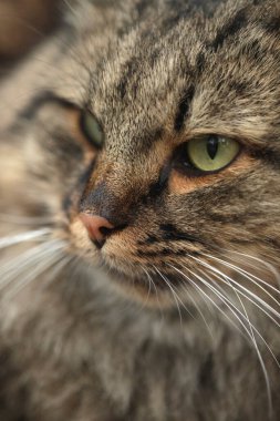 Şirin, vahşi, gri kedi portresi.