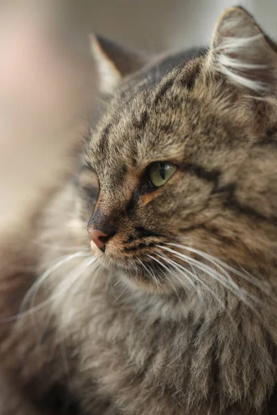 Retrato Gato Cinza Selvagem Bonito — Fotografia de Stock