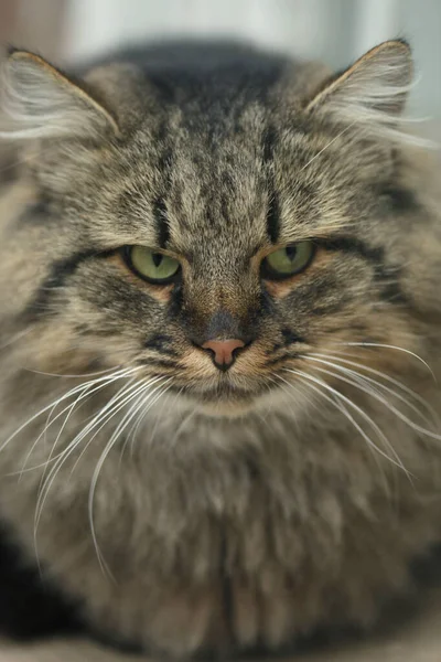 Retrato Gato Gris Salvaje Lindo — Foto de Stock