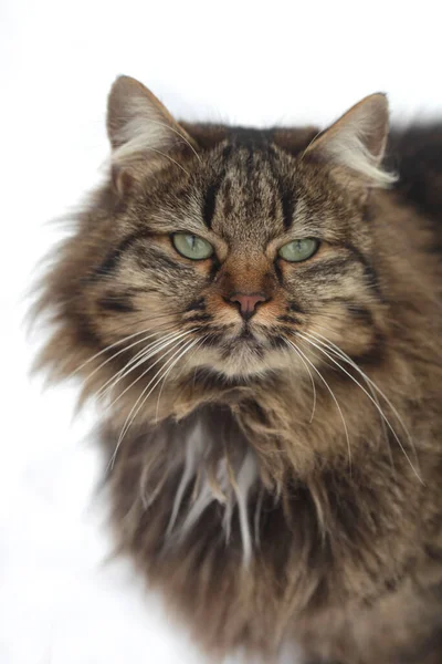 Portrait Grey Wild Cat — Stock Photo, Image